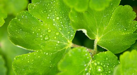 Green leaves with water drops.Macro shot, abstract.の写真素材