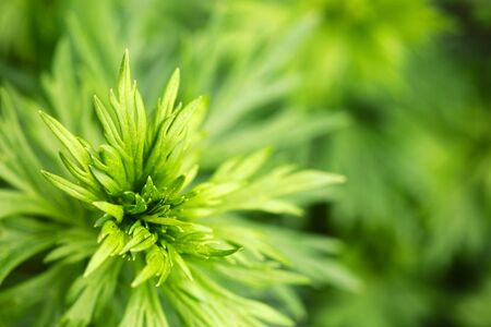 Green leaves background.の写真素材