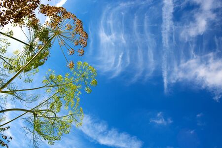 Close up of Dill flower umbels on sky background.の写真素材