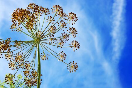 Close up of Dill flower umbels on sky background.の写真素材