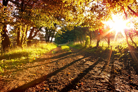 Beautiful Scene  Forest with Sun Rays, Shadows and Fog.Beautiful foot path in the colorful autumn forest illuminated by evening sun.の写真素材