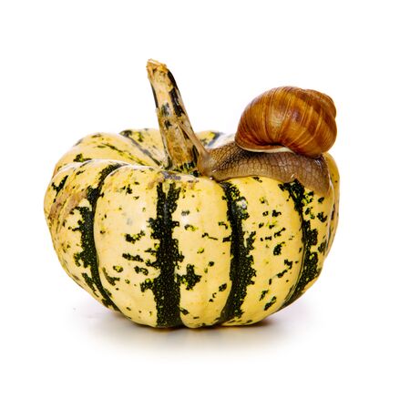 Garden snail on fresh  pumpkin isolated on  white background.の写真素材