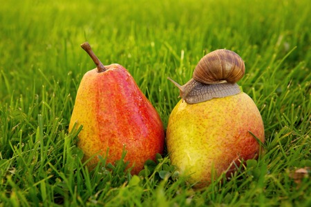Garden snail on fresh pears isolated on green background.Snail in the summer garden on pear seated.の写真素材