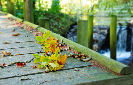 Old bridge  covered with yellow leaves .Colorful oak leaves.の写真素材