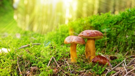 Bay bolete  in forest. Mushroom in green moss.の写真素材