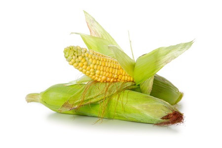 Fresh corn, isolated on white background.Two Corn  isolated on a white background.