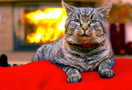 Grey cat by the fireplace. Seated Gray Cat  and a fireplace.の写真素材