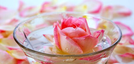 Infused water with rose petals in a reflection White Rose in a bowl of water and  petals.の写真素材