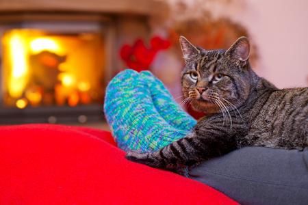 Woman relaxes by warm fire and warming up her feet in woollen socks. Winter and Christmas holidays concept.Seated Gray Cat with Santa hat and a fireplace.Christmas cat by the fireplace.の写真素材
