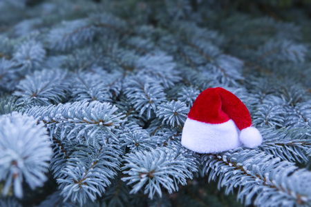 Christmas background.Blue Pine branches and red Santa hat.Winter background.の写真素材