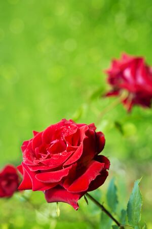 Beautiful red rose in a summer garden.Red rose in the garden.の写真素材