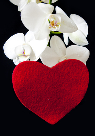 White orchid and love heart isolated on black background.の写真素材