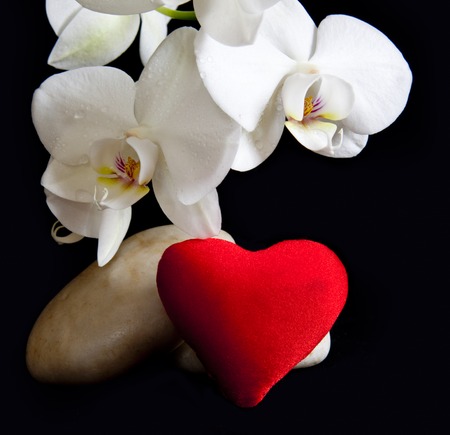 White orchid and love heart isolated on black background.の写真素材