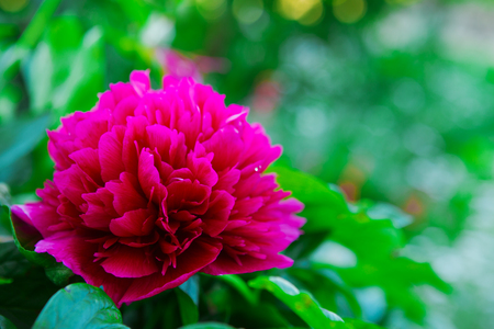 Beautiful red  peonies  in spring  garden.Beautiful red garden peonies .の写真素材