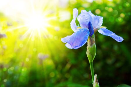 Iris flower in spring sunny day. Selective focus.Blue Iris flower in the garden.の写真素材