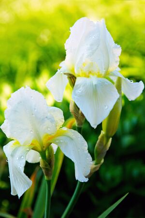 Iris flower in spring sunny day. Selective focus.White Iris flowers in the garden.