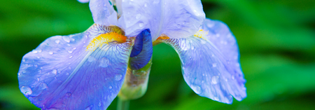 Iris flower in spring sunny day. Selective focus.Blue Iris flower in the garden.の写真素材