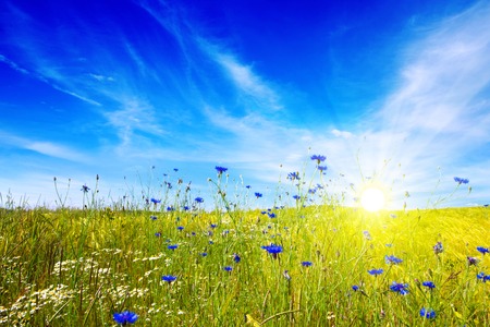 Summer cloudy landscape with flowers field . Colorful landscape with flower meadof and blue sky.の写真素材