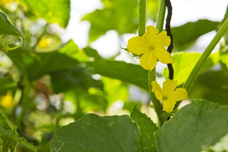 Green cucumbers with flowers hang on a green branch.の写真素材