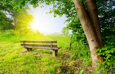 Park bench in  summer sunset with green field and trees background.の写真素材