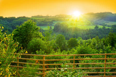 Colorful summer sunset  and trees. Sunset in German summer forest.の写真素材