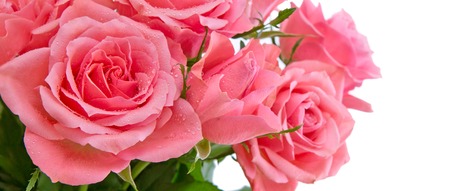 Pink rose  bouquet isolated on white background.Flowers background.Background image of pink rosesの写真素材