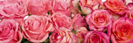 Beautiful pink rose flowers. Roses background.Background image of pink roses.の写真素材