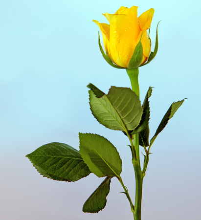 Single yellow rose isolated on blue  background.の写真素材