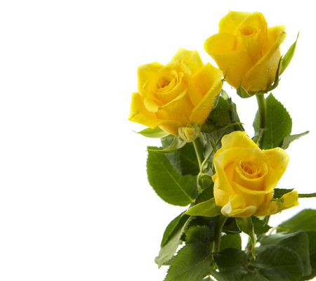 Yellow  rose  bouquet isolated on white background.の写真素材