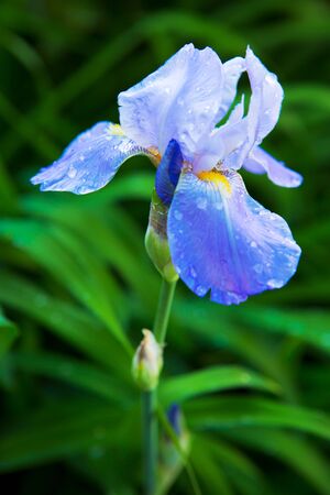 Iris flower in spring sunny day. Selective focus.Blue Iris flower in the garden.の写真素材