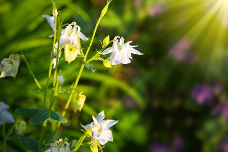 Close-up view to Aquilegia  flower. Selective focus, shallow depth of field.Aquilegia vulgaris - Common columbine isolated.の写真素材