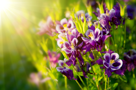Close-up view to Aquilegia  flower. Selective focus, shallow depth of field.Aquilegia vulgaris - Common columbine isolated.の写真素材