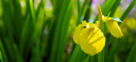 Iris flower in spring sunny day. Selective focus.Yellow  Iris flower in the garden.の写真素材