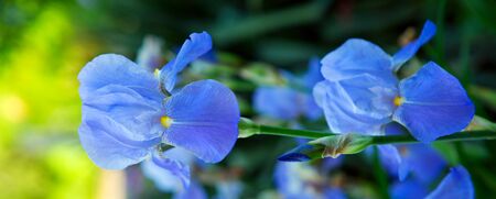Group of purple irises in spring sunny day. Selective focus.の写真素材