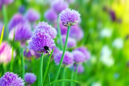 Beautiful Chive Flowers .Chive plants in full bloom.  Closeup with shallow dof.  Selective focus on closest blossom.の写真素材