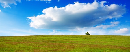 Colorful landscape with field and tree.Summer landscape with green grass and blue sky.の写真素材