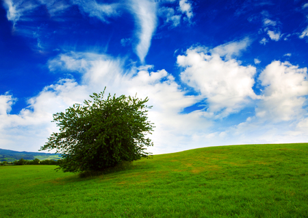 Colorful landscape with field and tree.Summer landscape with green grass and blue sky.の写真素材
