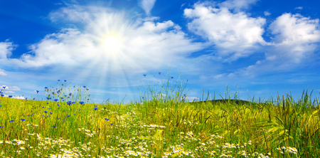 Summer cloudy landscape with flowers field . Colorful landscape with flower meadof and blue sky.の写真素材