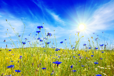 Summer cloudy landscape with flowers field . Colorful landscape with flower meadof and blue sky.の写真素材