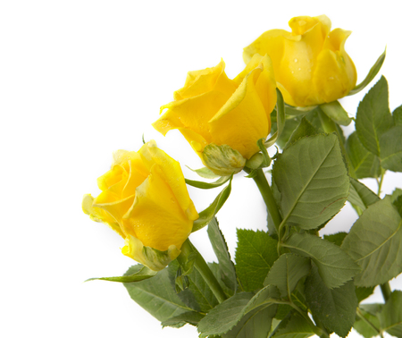 Yellow  rose  bouquet isolated on white background.の写真素材