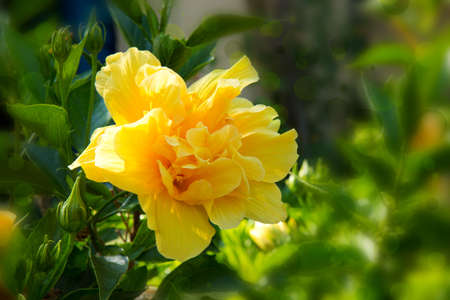 Yellow hibiscus flower over natural green  background .Summer garden.の写真素材