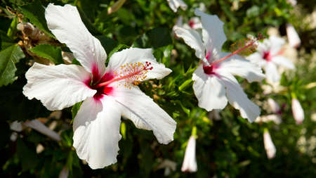 White  hibiscus flowers  over natural green  background.Summer garden.の写真素材