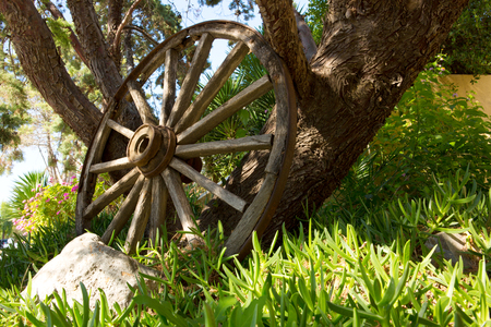 Vintage wooden carriage wheel  and old tree.の写真素材