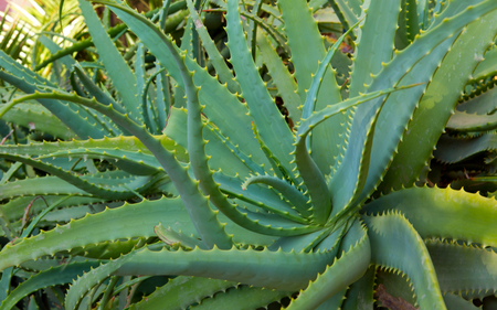 Aloe vera plants, tropical green plants tolerate hot weather.の写真素材