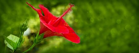 Red hibiscus flower over natural green  background. Summer garden.の写真素材
