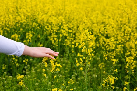 Female hands touching gentle blooming rapeseed crops.の写真素材