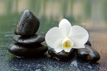 White orchid flower and stone with water drops isolated on black background.の写真素材
