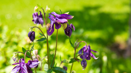 Purple Columbine wildflower close up with a bee pollinating the flower.の写真素材