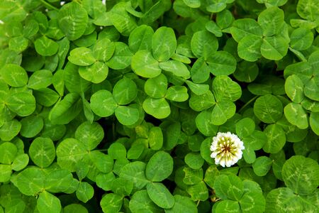 Green clover leaves background.Close up of field of shamrocks .