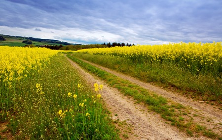 Field of flowering rape against the gray sky and clouds. Road through the meadow.Road lane and deep...